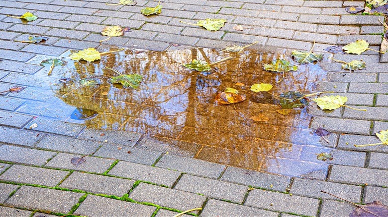 Driveway with standing water and leaves