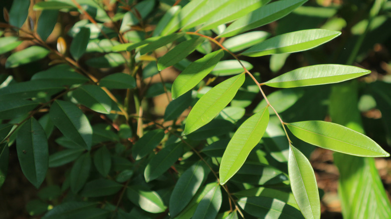 Up-close shot of Simarouba glauca leaves