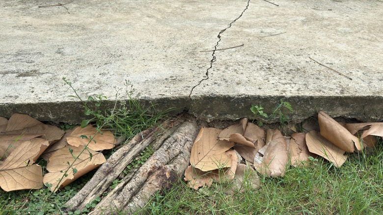A concrete footpath cracked by tree roots growing under it.