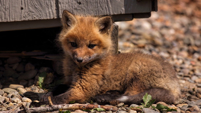 A fox kit laying down in gravel near a structure