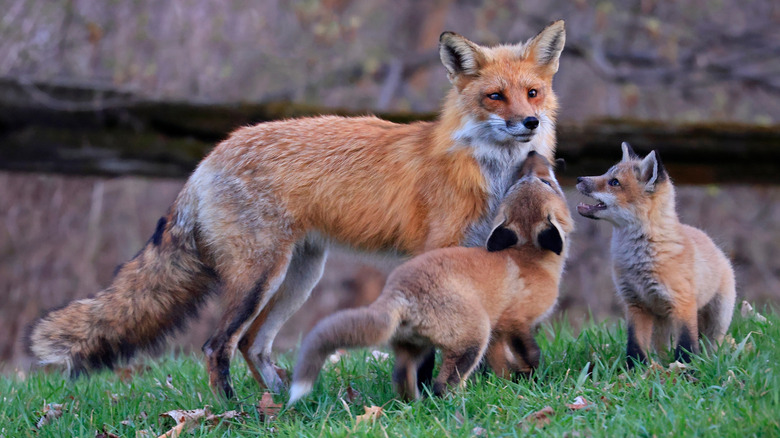 Dad fox with two kits playing in the grass