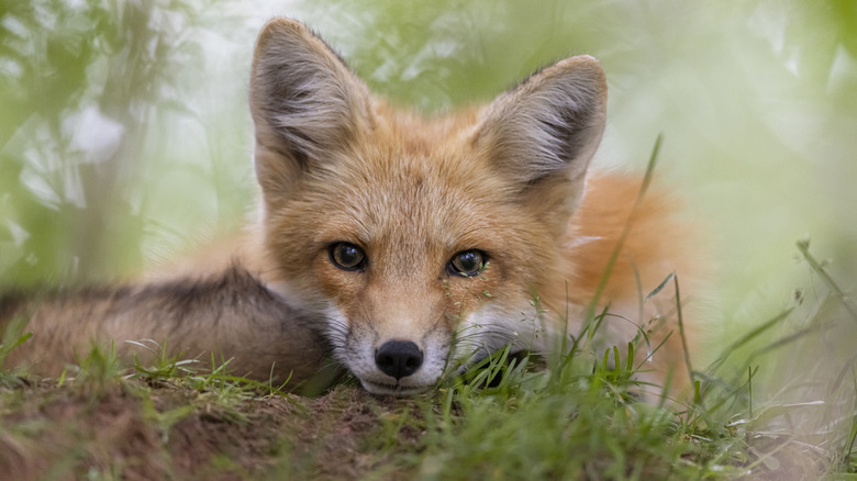A young fox laying in the grass