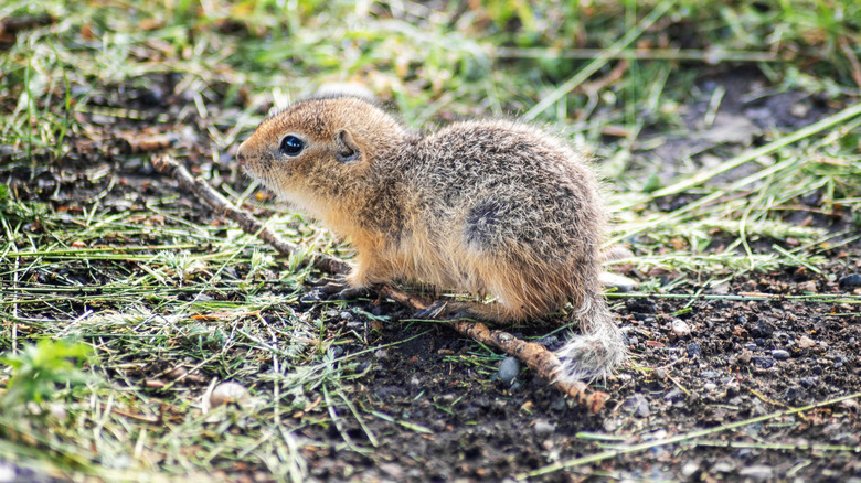a baby gopher on a stick in the grass