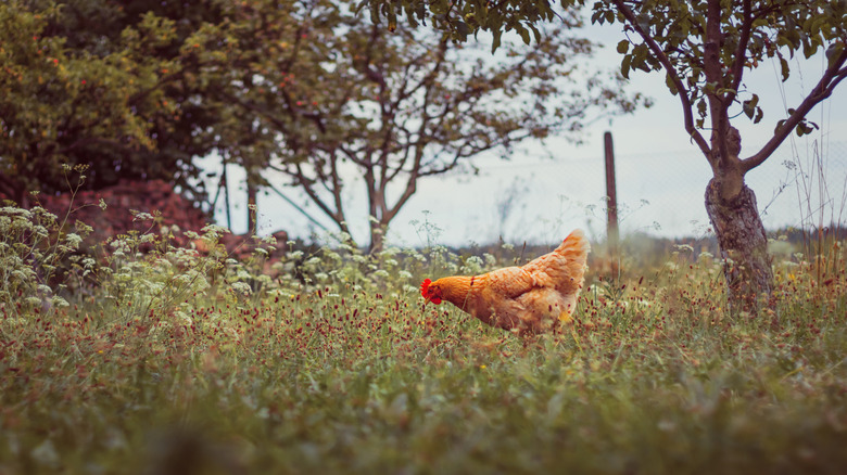 one hen pecking in the weeds and grass on a summer's day