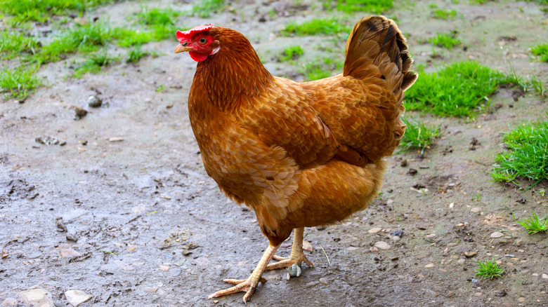 A chicken on the grass in a yard.