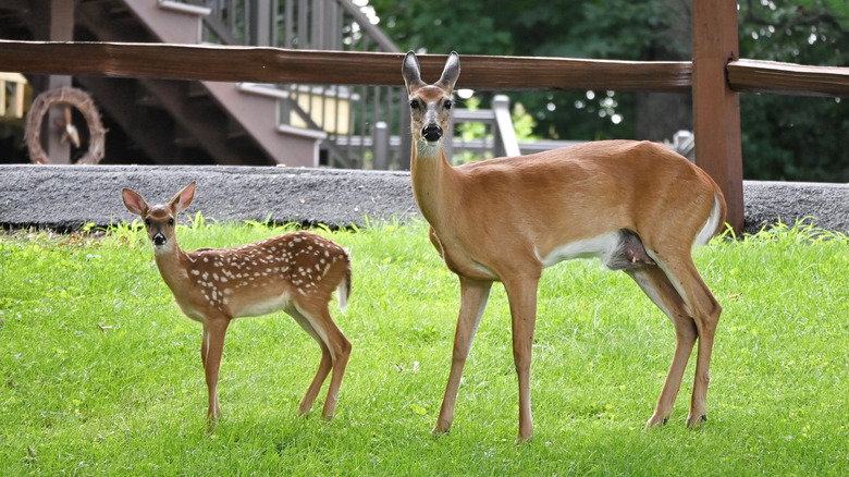 Two deer stare at camera in a backyard