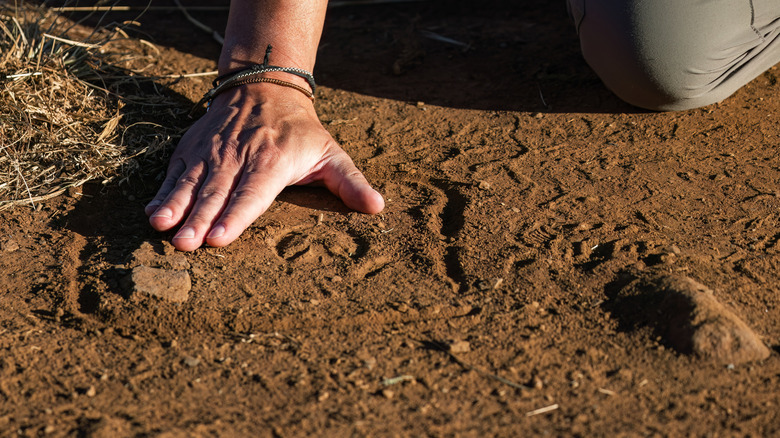 Hand touches soil near animal prints