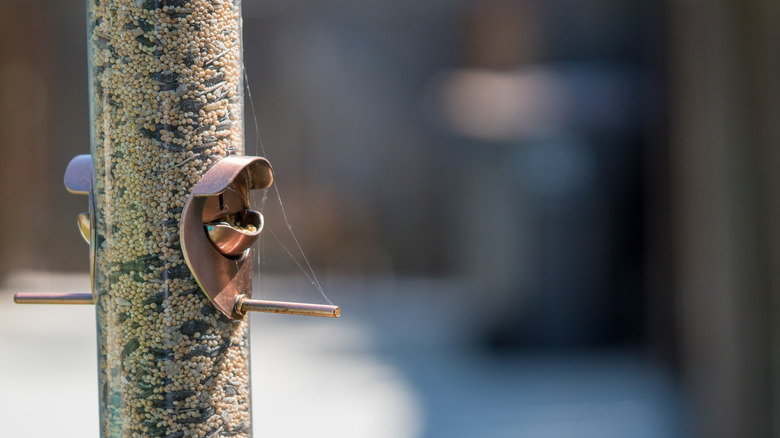 Bird feeder with a spider web on the spout