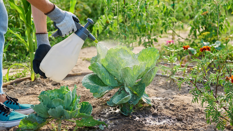 person spraying a head of cabbage with large sprayer in garden