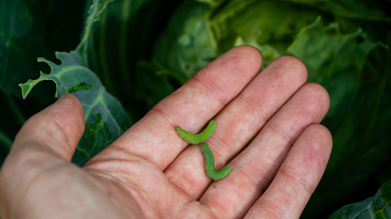 Person holding cabbage worms after picking them off a cabbage plant