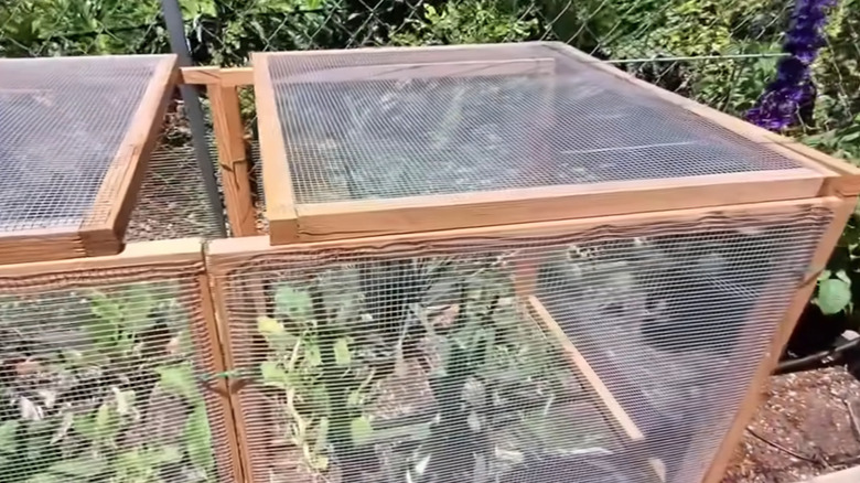A hardware cloth pest barrier with wooden frame in a garden bed