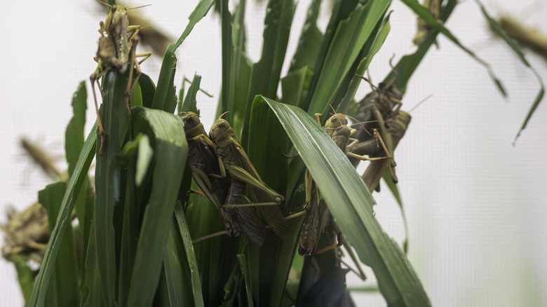 grasshoppers eating a green leaves