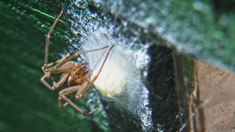 A brown recluse spider in a web