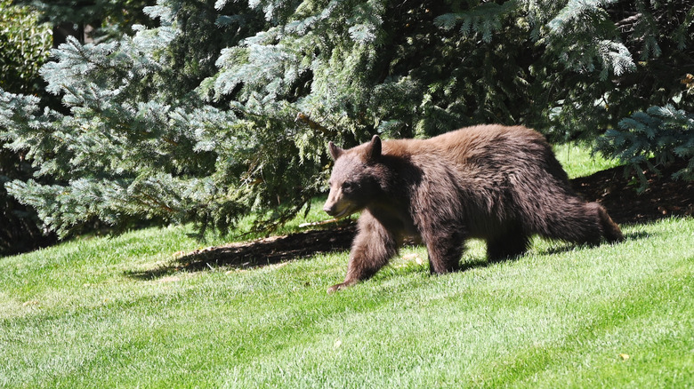 Bear strolls through landscaped property.