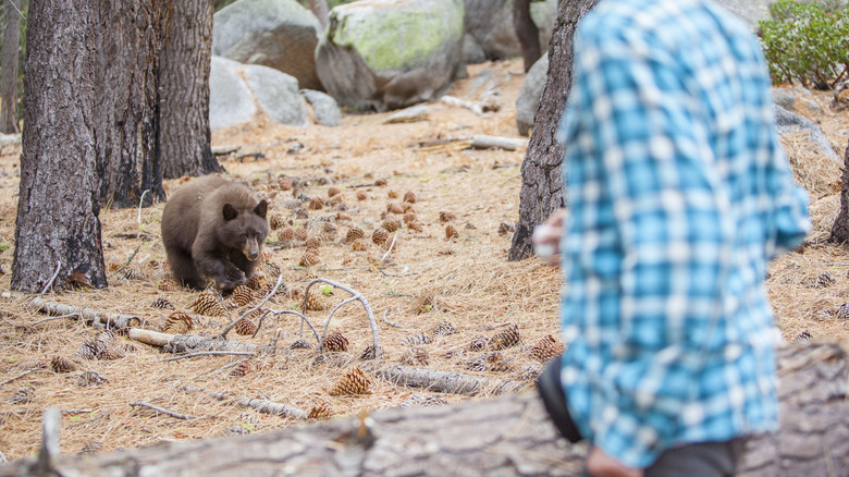 A hiker encounters a bear in the woods
