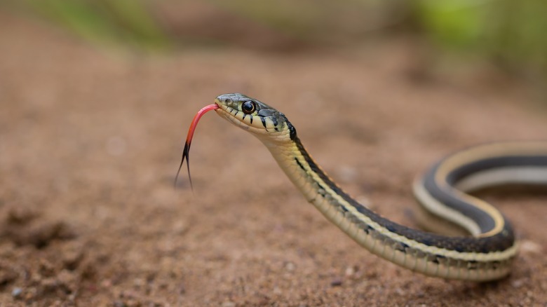 garter snake dirt
