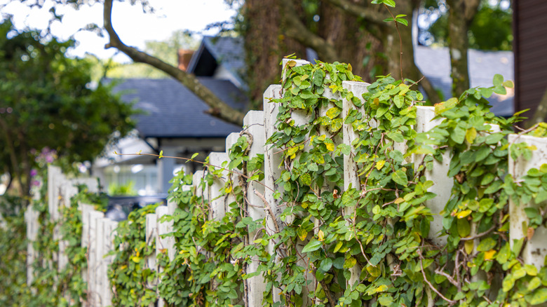English ivy overtaking a fence.