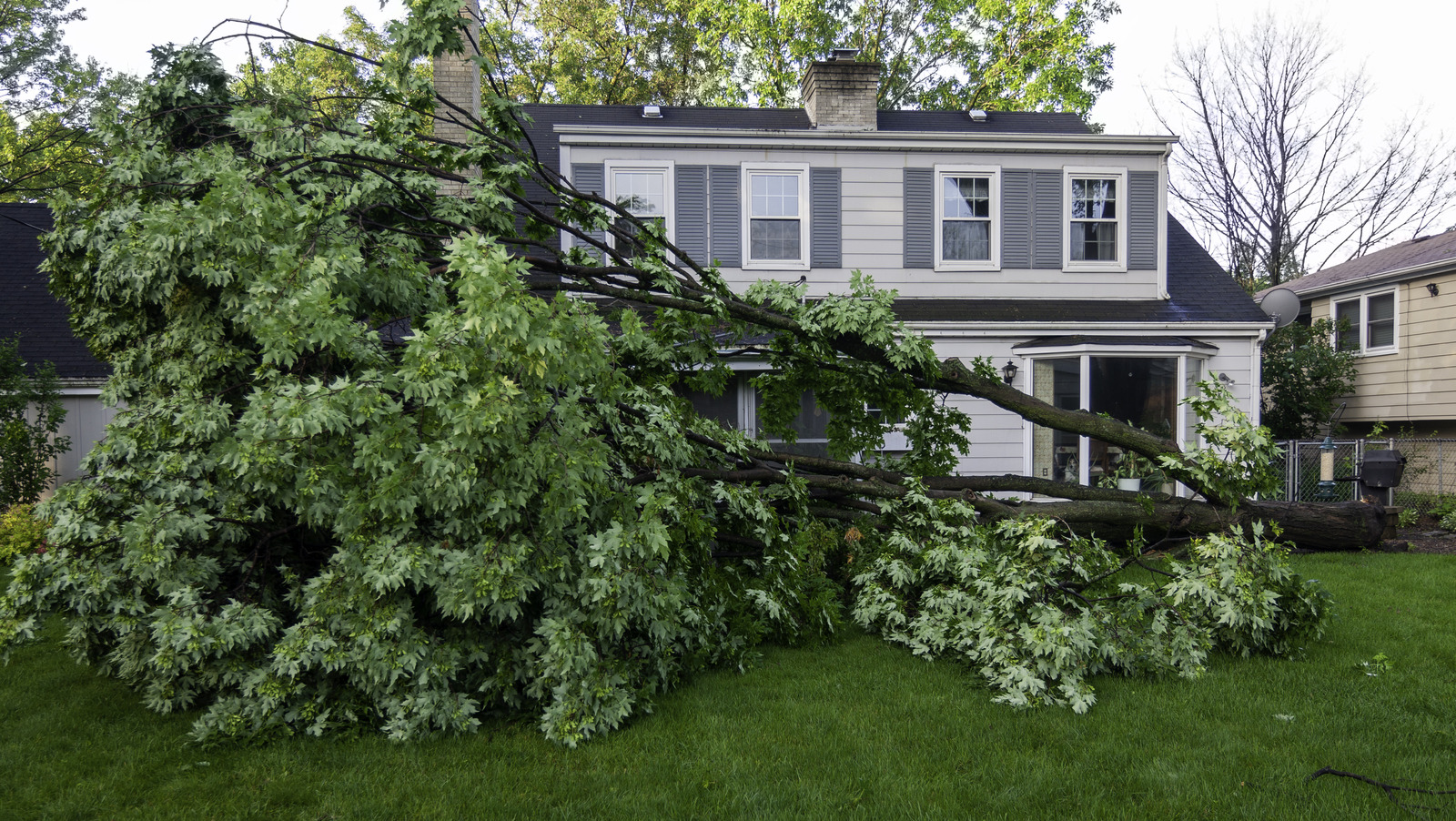 What To Do If A Neighbor's Tree Falls Into Your Yard