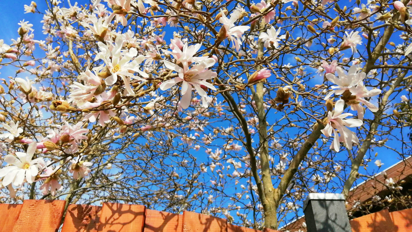 What To Do If A Neighbor's Tree Is Overhanging Your Garden