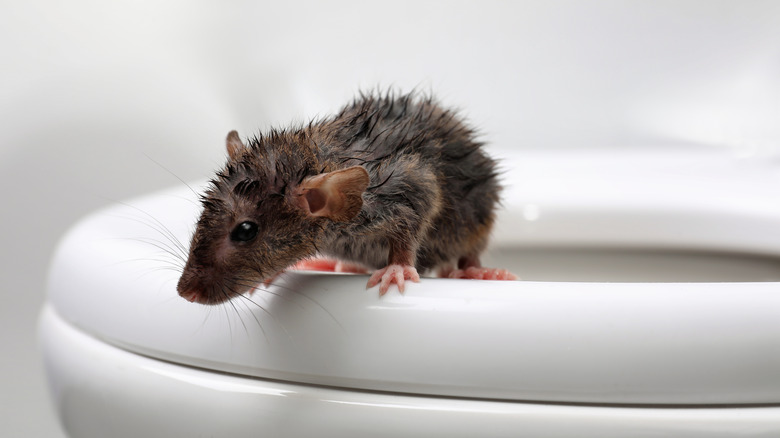 rat climbing out of toilet