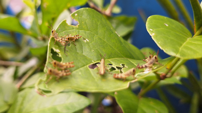 Baby grasshoppers eating a green leaf