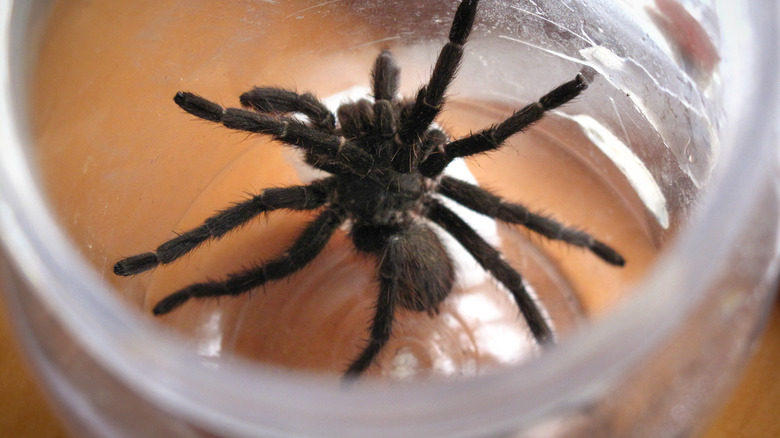 spider caught in a jar