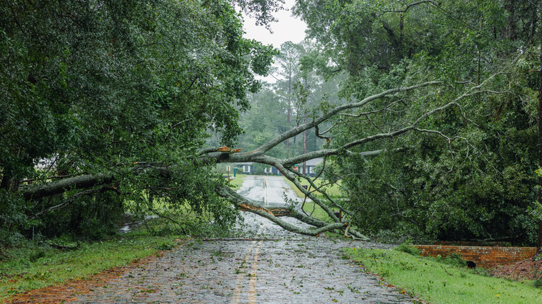 Large tree fallen across a road