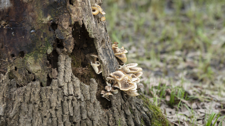 A tree trunk showing signs of decay
