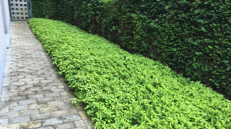 Allegheny spurge grows as a ground cover along a pathway beside a house.