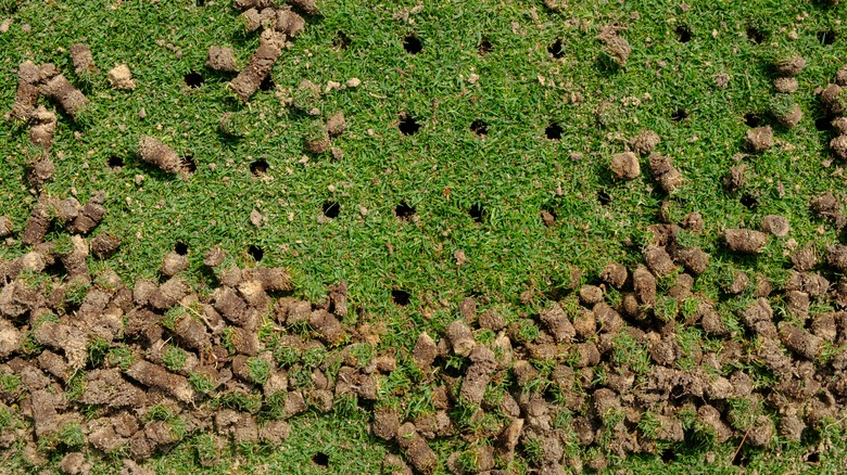 Soil cores lay scattered on a lawn that was recently aerated.