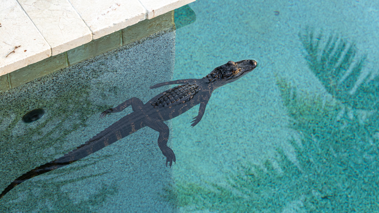Alligator in pool