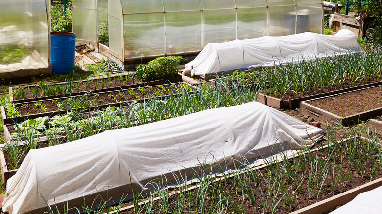 Protective netting over vegetable graden beds.