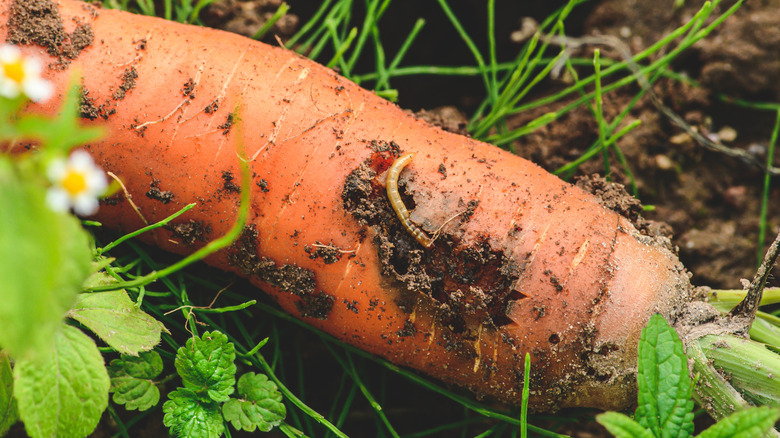 Carrots eaten by carrot fly larva growing in garden.