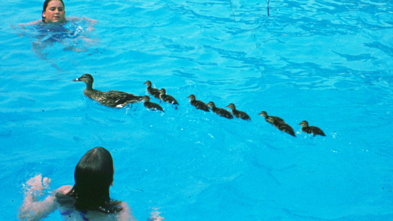 Girls with ducks in pool