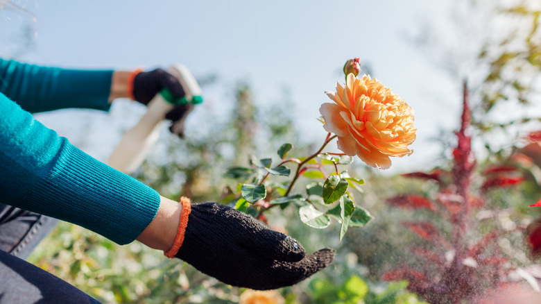 What To Do If Spider Mites Are Snacking On Your Roses