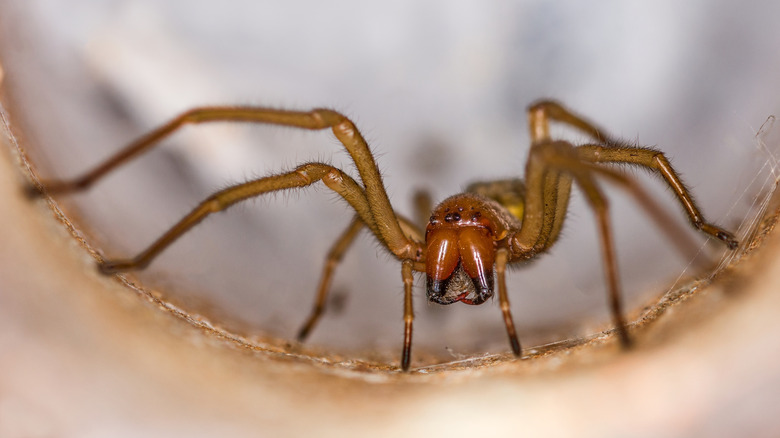 A close-up of a brown recluse spider inside a cylindrical structure.
