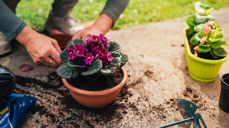 person potting African violet
