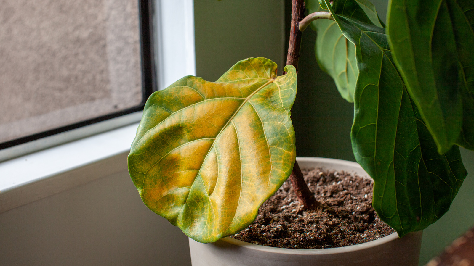 What To Do If The Leaves On Your Fiddle Leaf Fig Are Turning Yellow