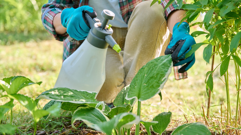 A gardener wearing blue gloves is spraying the underside of hosta leaves with a insecticidal soap
