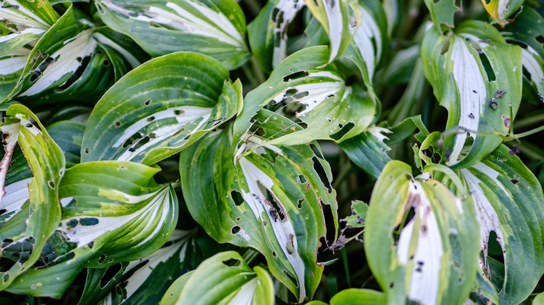 Holes in hostas caused by insect pests