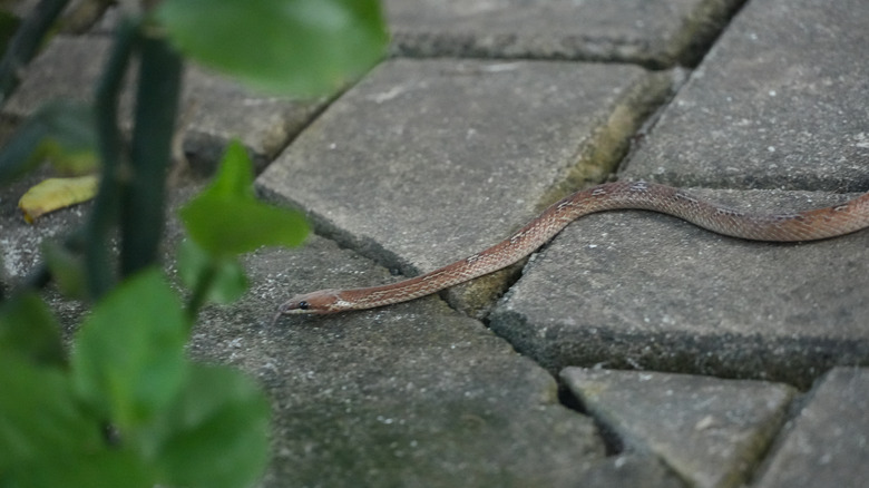 snake on stone