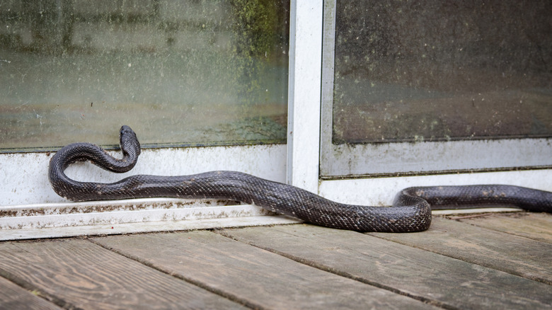snake by sliding door of home