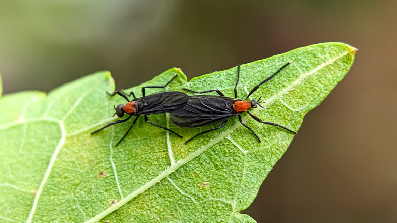 Two conjoined lovebugs on a leaf