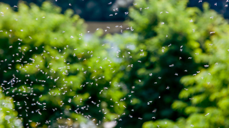 A swarm of mayflies in a backyard.