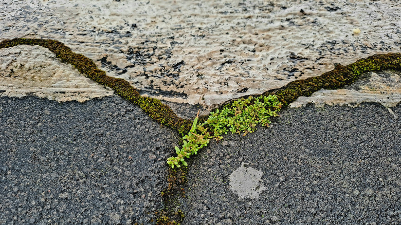 moss growing on asphalt pavement