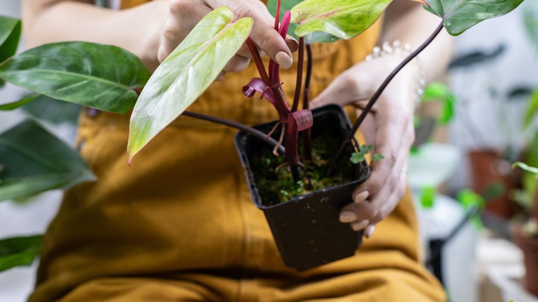 Person holding houseplant with weed