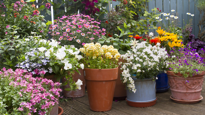 Many pots with flowering plants arranged on a wooden deck.