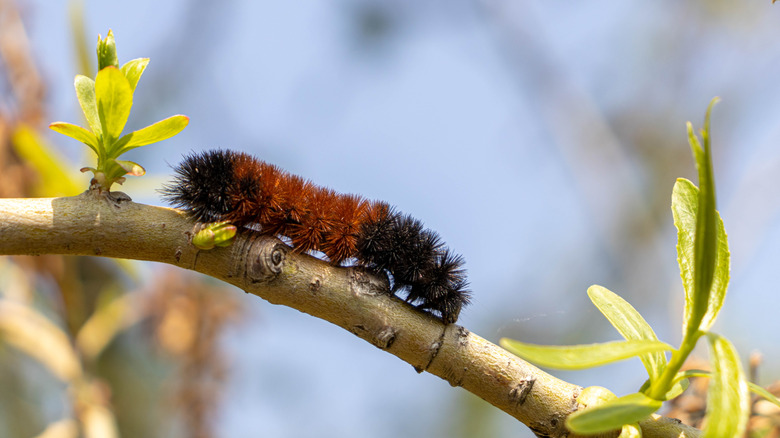 Black and orange caterpillar crawling on twig