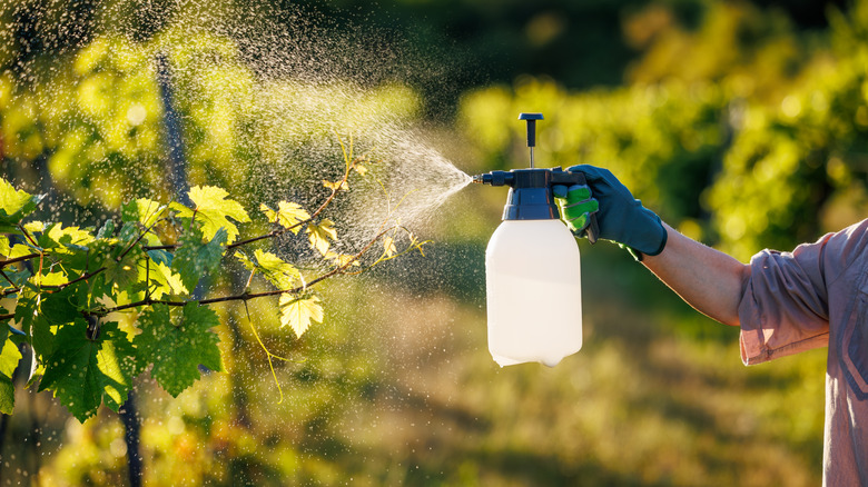 person spraying pesticides onto a tree