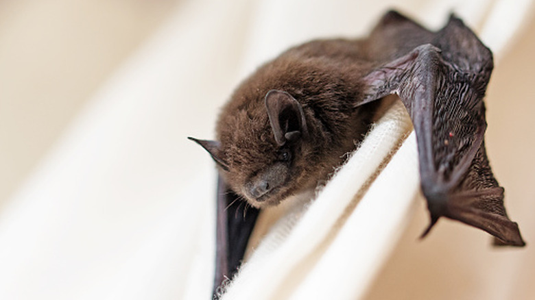 A bat clinging to a white curtain